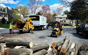 How Our Tree Care Process Works  in  Poulsbo, WA